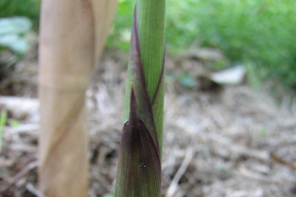 Bamboo shoot of the Red Margin species has red outer edges on the sheaths